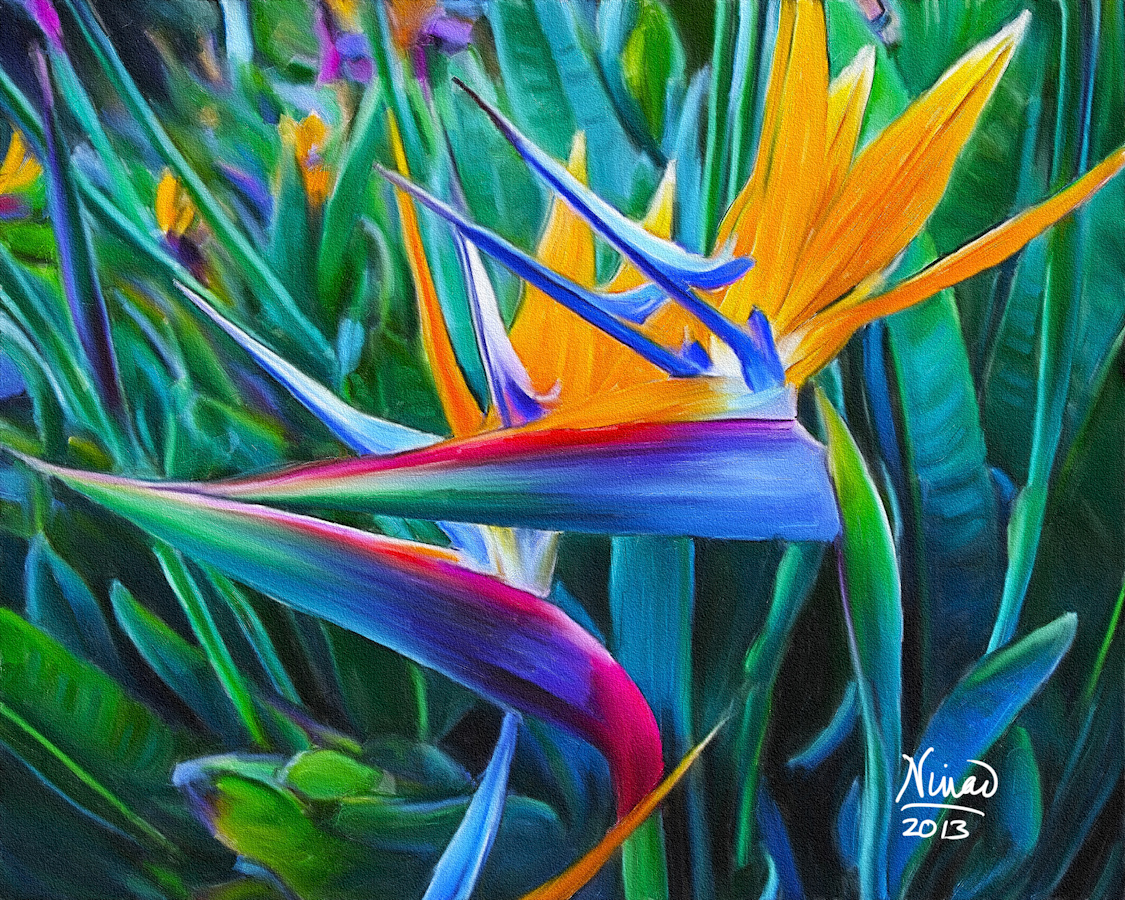 Birds of Paradise